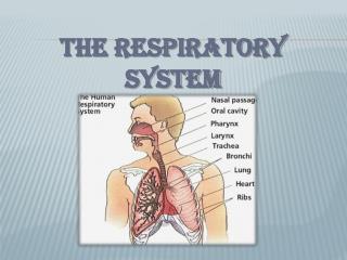 the respiratory system