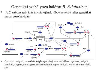 Genetikai szabályozó hálózat B. Subtilis -ban