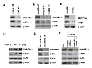 DNA-PKcs c-Myc -actin