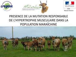 PRESENCE DE LA MUTATION RESPONSABLE DE L’HYPERTROPHIE MUSCULAIRE DANS LA POPULATION MARAÎCHINE