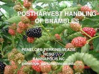 POSTHARVEST HANDLING OF BRAMBLES