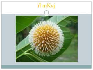 ïf mKvj