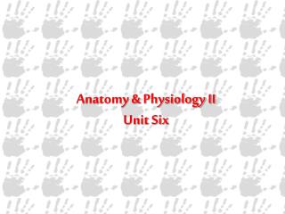 Anatomy &amp; Physiology II Unit Six