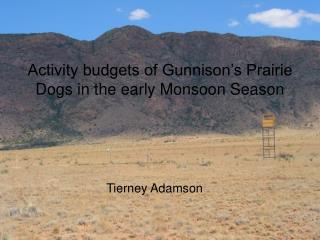 Activity budgets of Gunnison’s Prairie Dogs in the early Monsoon Season