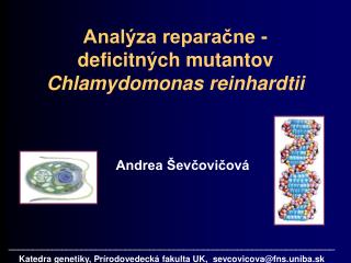Analýza reparačne - deficitných mutantov Chlamydomonas reinhardtii