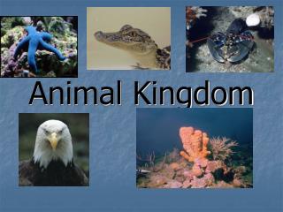 Animal Kingdom