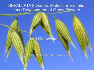 SEPALLATA 3 Genes: Molecular Evolution and Development of Grass Flowers Lori Glenwinkel