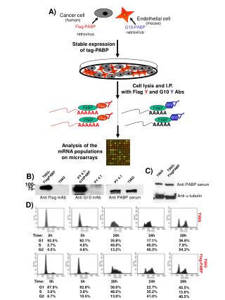 G10-PABP retrovirus