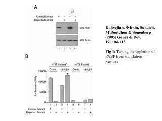 Kahvejian, Svitkin, Sukaieh, M'Boutchou &amp; Sonenberg (2005) Genes &amp; Dev. 19: 104-113