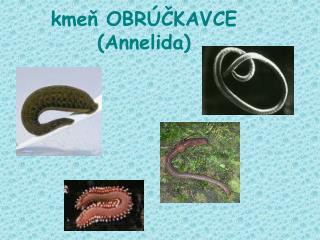 kmeň OBRÚČKAVCE (Annelida)