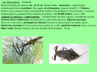 rad: Heteroptera – bzdochy