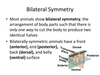 Bilateral Symmetry