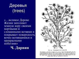 Деревья ( trees )