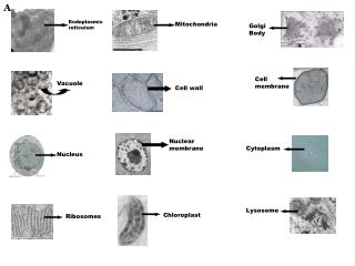 Endoplasmic reticulum