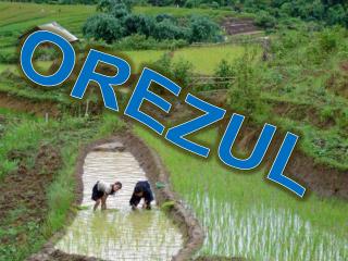 OREZUL