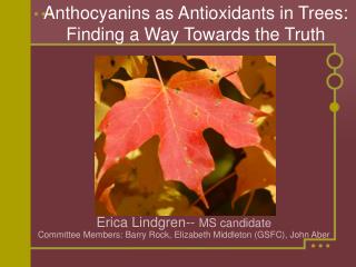 Anthocyanins as Antioxidants in Trees: Finding a Way Towards the Truth