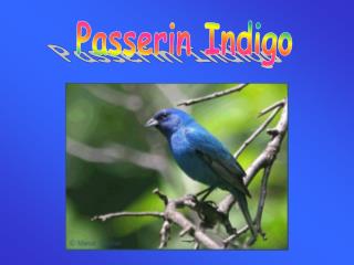 Passerin Indigo