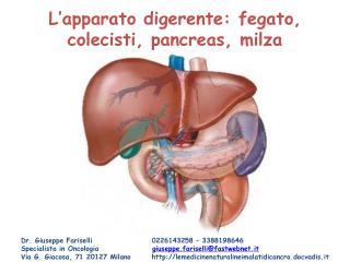 L’apparato digerente: fegato, colecisti, pancreas, milza