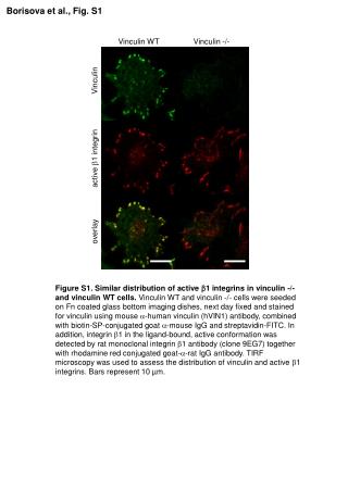 Vinculin