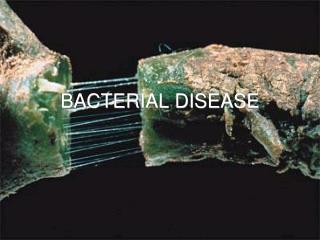 BACTERIAL DISEASE