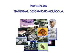 PROGRAMA NACIONAL DE SANIDAD ACUÍCOLA