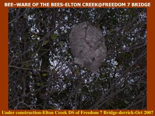 BEE–WARE OF THE BEES-ELTON CREEK@FREEDOM 7 BRIDGE