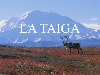 LA TAIGA