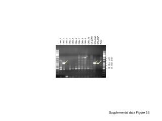 Supplemental data Figure 2S