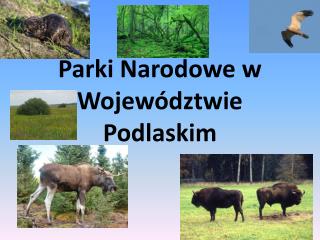 Parki Narodowe w Województwie Podlaskim