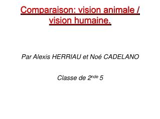Comparaison: vision animale / vision humaine.