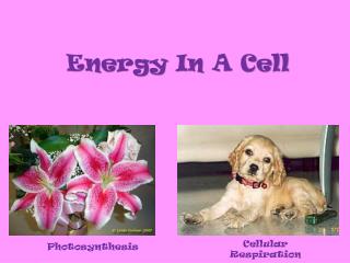 Energy In A Cell
