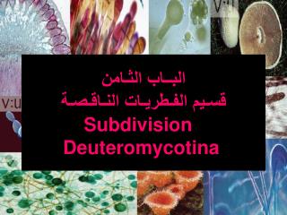 البــاب الثـامن قسـيم الفـطريـات النـاقـصـة Subdivision Deuteromycotina