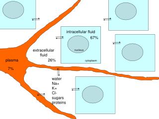 nucleus