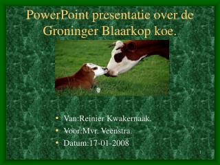 PowerPoint presentatie over de Groninger Blaarkop koe.