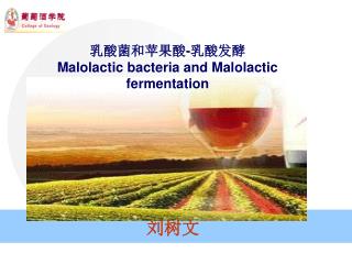 乳酸菌和苹果酸 - 乳酸发酵 Malolactic bacteria and Malolactic fermentation
