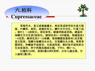 六 . 柏科 Cupressaceae
