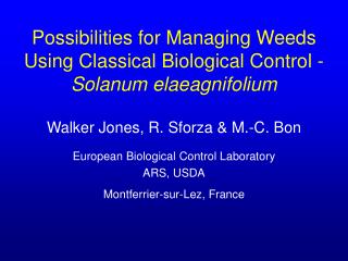 Possibilities for Managing Weeds Using Classical Biological Control - Solanum elaeagnifolium