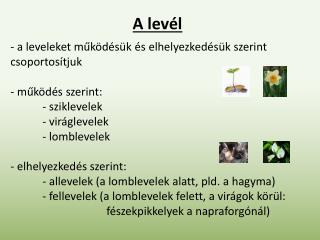 A levél