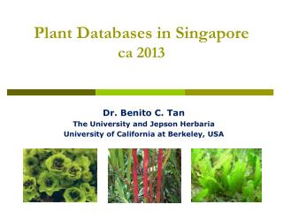 Plant Databases in Singapore ca 2013