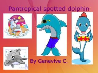 Pantropical spotted dolphin