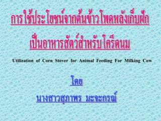 Utilization of Corn Stover for Animal Feeding For Milking Cow