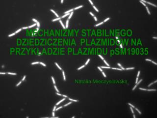 MECHANIZMY STABILNEGO DZIEDZICZENIA PLAZMIDÓW NA PRZYKŁADZIE PLAZMIDU pSM19035