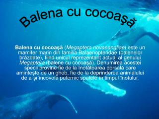 Balena cu cocoaşă