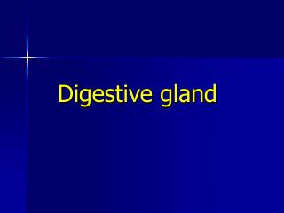 Digestive gland