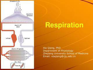 Respiration