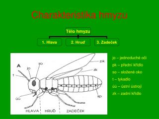 Charakteristika hmyzu