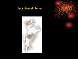 Jack Russell Terier