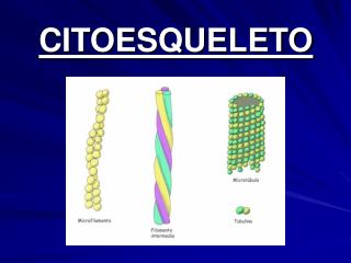 CITOESQUELETO