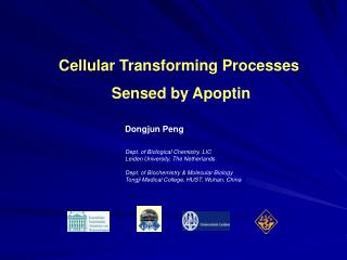 Cellular Transforming Processes Sensed by Apoptin