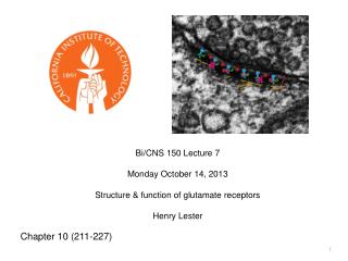 Bi/CNS 150 Lecture 7 Monday October 14, 2013 Structure &amp; function of glutamate receptors